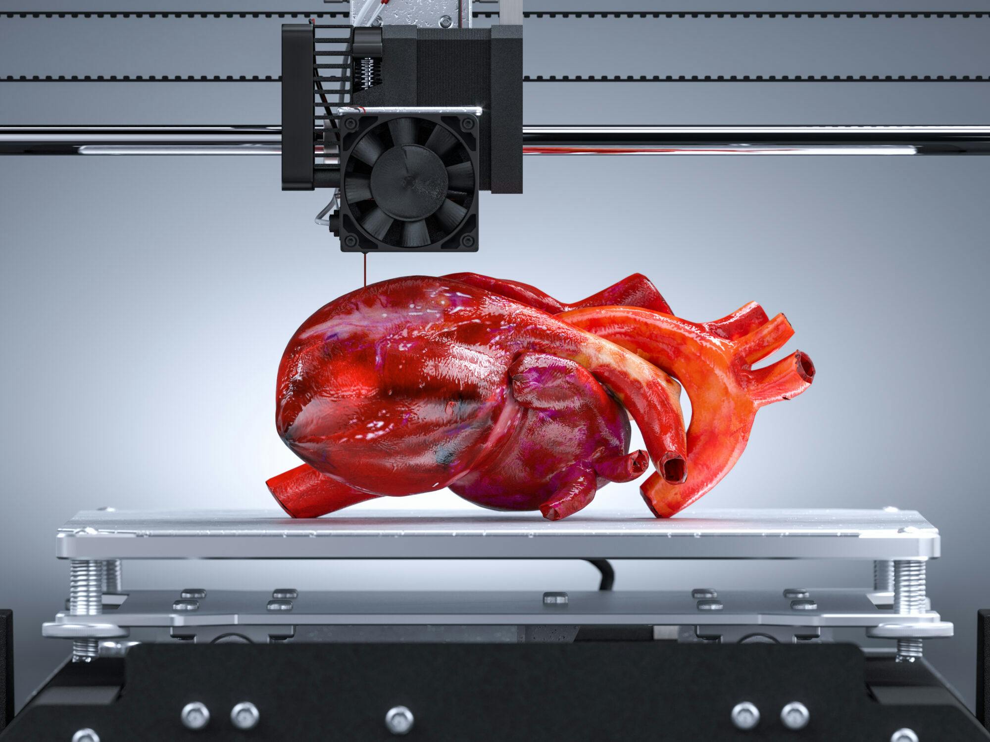 3d printed heart model